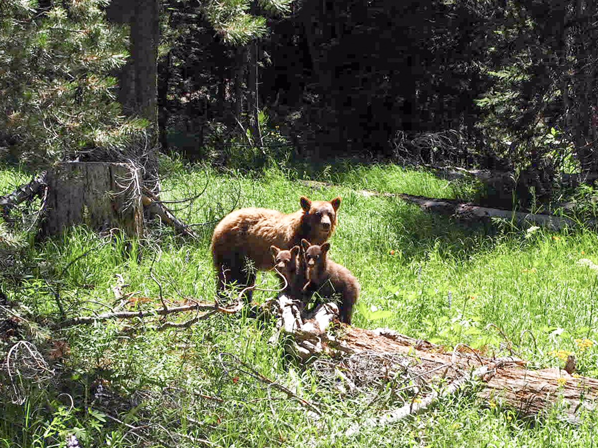 Dzień 16: Yosemite NP -> Sequoia NP,&nbsp;California