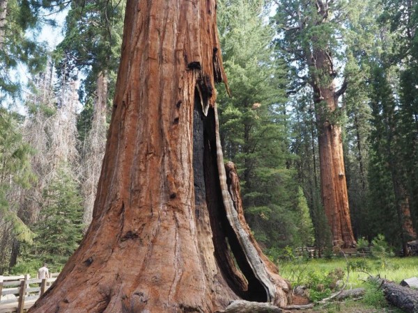 Dzień 17: Sequoia NP -> Long Beach,&nbsp;California