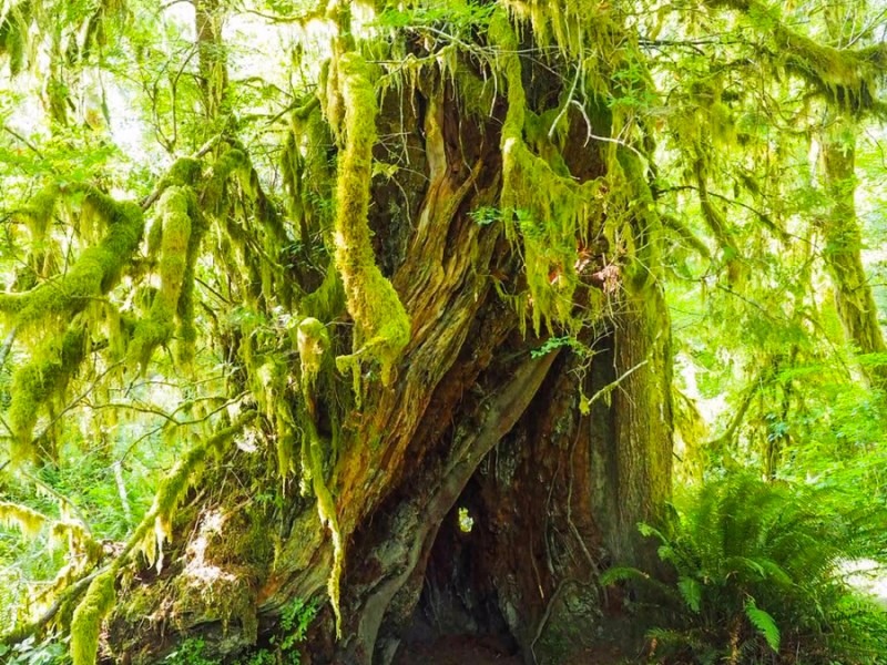 Dzień 25: Florence, OR – Olimpia NP,&nbsp;WA