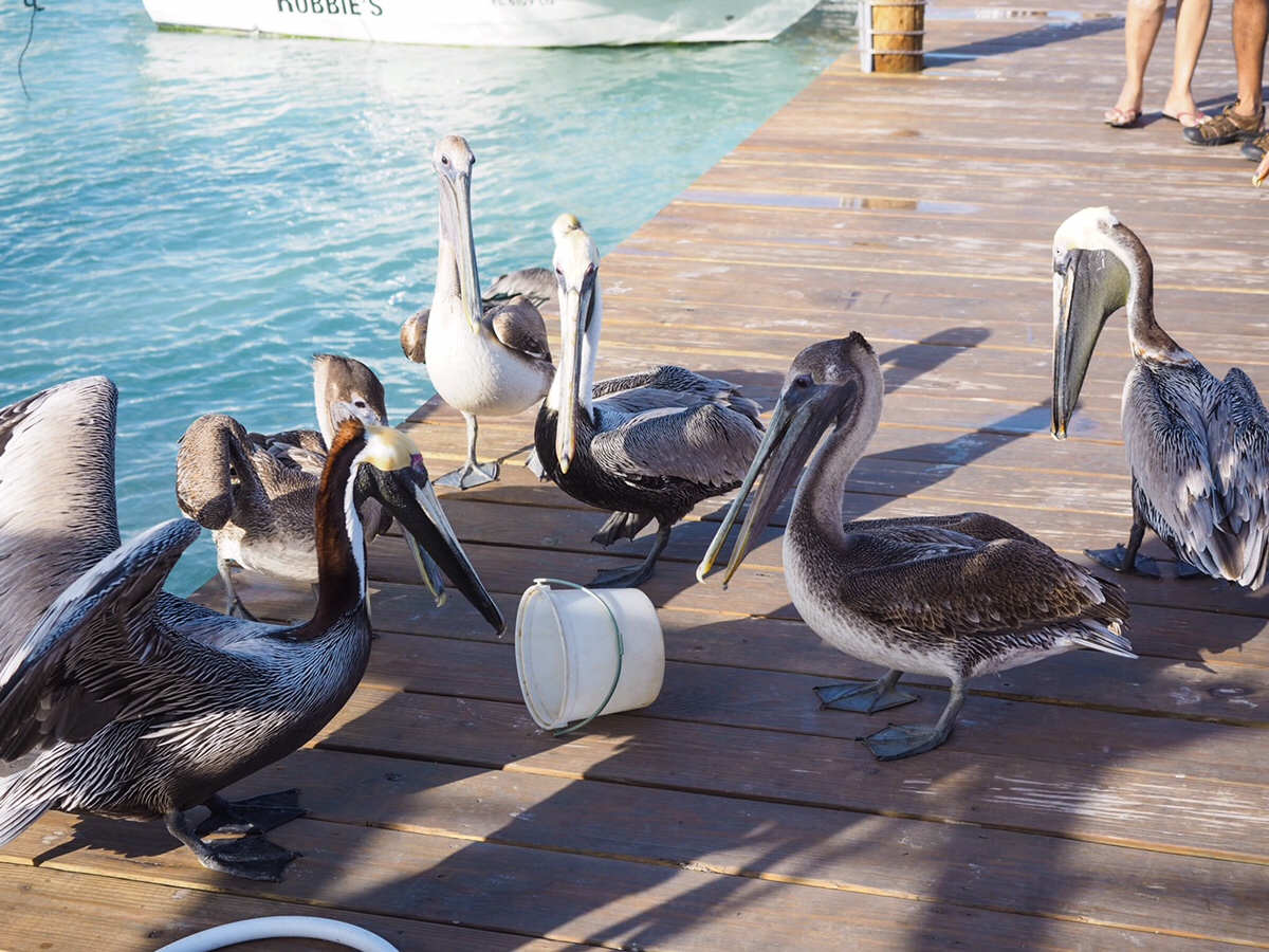 Dzień 9 – Florida Keys -> Everglades&nbsp;NP